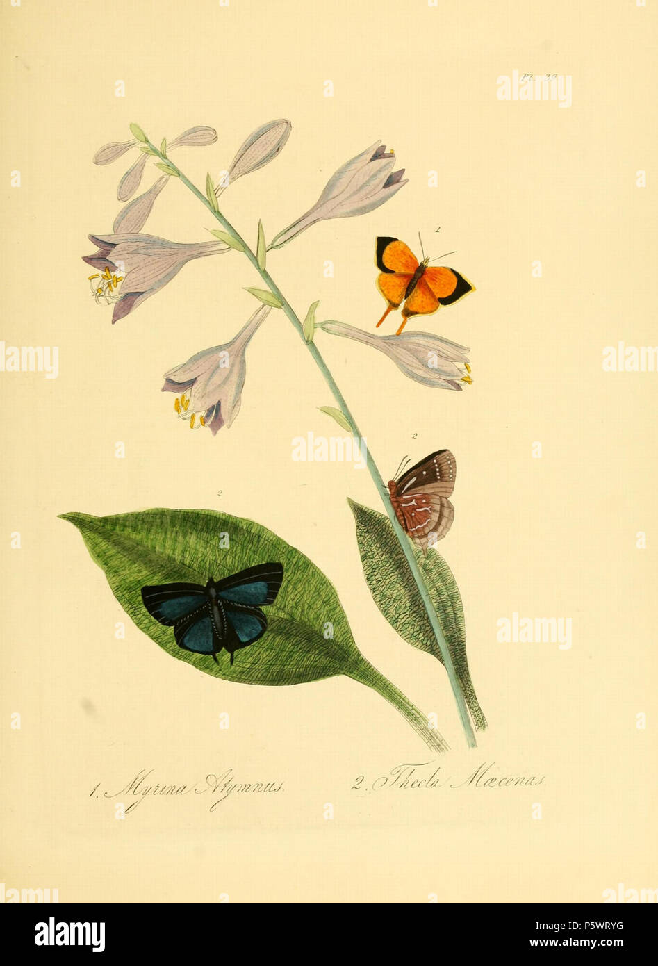 N/A. Pl. 39 of 'Natural history of the insects of China'. Warning: some taxa/names may be misidentified/misapplied or placed in a different genus.  This plate and description are missing from the Biodiversity Heritage Library online edition of the 1838 edition, and are copied from the 1842 digital edition on Open Library.org.   [Donovan text of 1798 (University of Oxford Text Archive, 3.41)]: Papilio Atymnus , [illustration caption]: Myrina Atymnus, [name in Westwood 1838 revised text]: MYRINA (LOXURA) ATYMNUS. [Donovan text of 1798 (ECCO TCP)]: Papilio Maecenas, [illustration caption and name Stock Photo