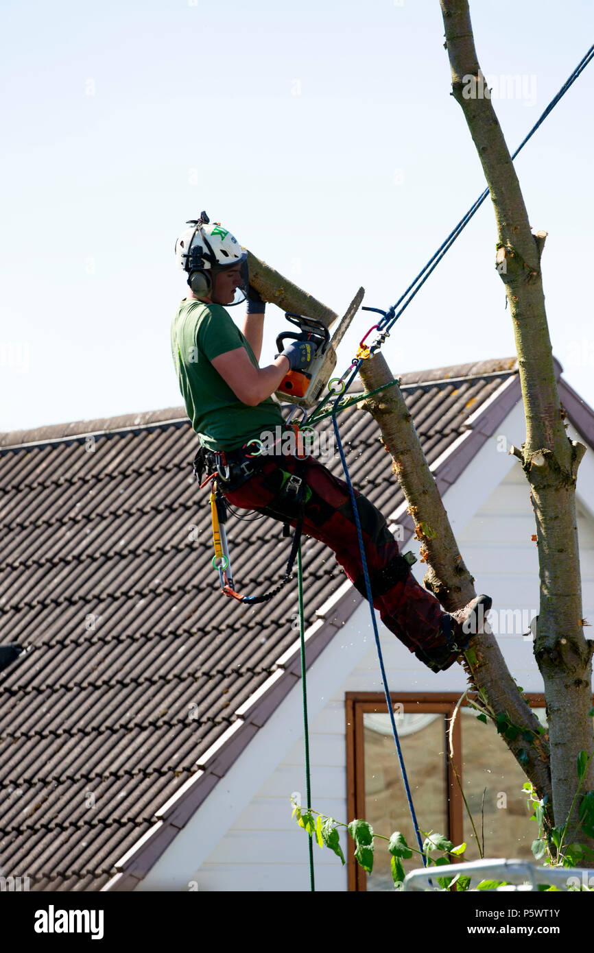 Tree surgeon working with a chainsaw and approved safety equipment to safely fell a large garden tree Stock Photo