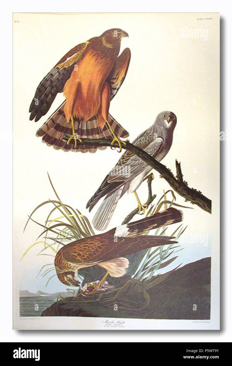 N/A. Deutsch: Hudsonweihe (Circus hudsonius), Originaltitel „Marsh Hawk“. Illustration aus John James Audubons Birds of America 1827–1838). English: Northern Harrier (Circus hudsonius), original title “Marsh Hawk”, illustration from John James Audubons Birds of Aerica (1827–1838). between 1827 and 1838.   John James Audubon  (1785–1851)       Alternative names Birth name: Jean-Jacques-Fougère Audubon  Description American ornithologist, naturalist, hunter and painter  Date of birth/death 26 April 1785 27 January 1851  Location of birth/death Les Cayes (Haiti) New York City  Work location Louis Stock Photo