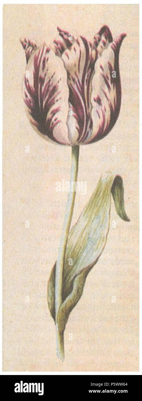 N/A. Drawing (watercolour) of a tulip by Anthony Claesz . 20 July 2007.   Anthony Claesz I  (circa 1591/1592–1635/1636)    Alternative names Anthony Claesz. (I)  Description Dutch draughtsman  Date of birth/death circa 1591-1592 between 10 June 1635 and 17 May 1636  Location of birth Amsterdam  Work location Amsterdam  Authority control  : Q18602832 RKD:17004 351 Tulipa Viceroy door Anthony Claesz. rond 1640 Stock Photo