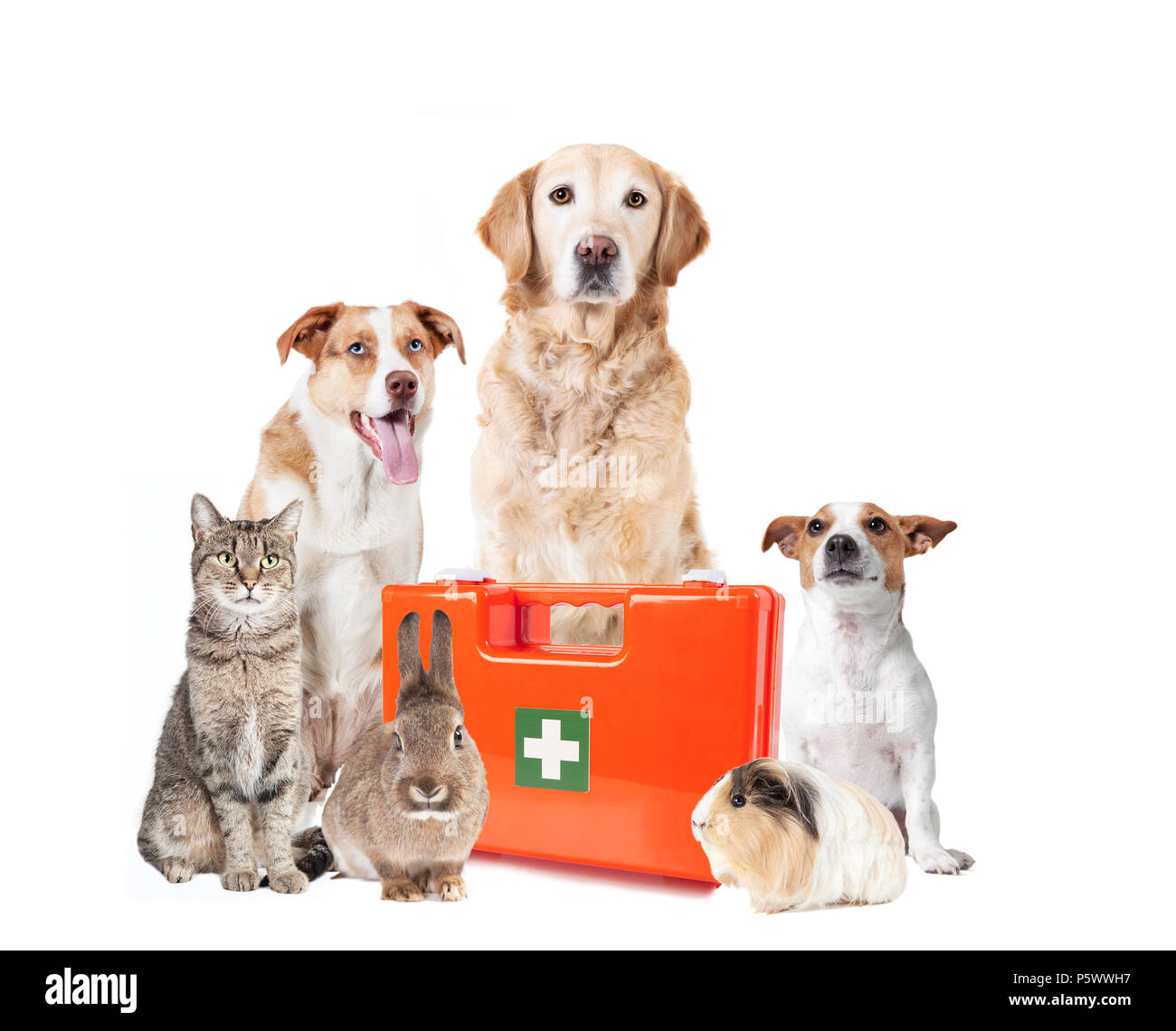 Various dogs and other pets sitting isolated with a doctor's bag Stock Photo