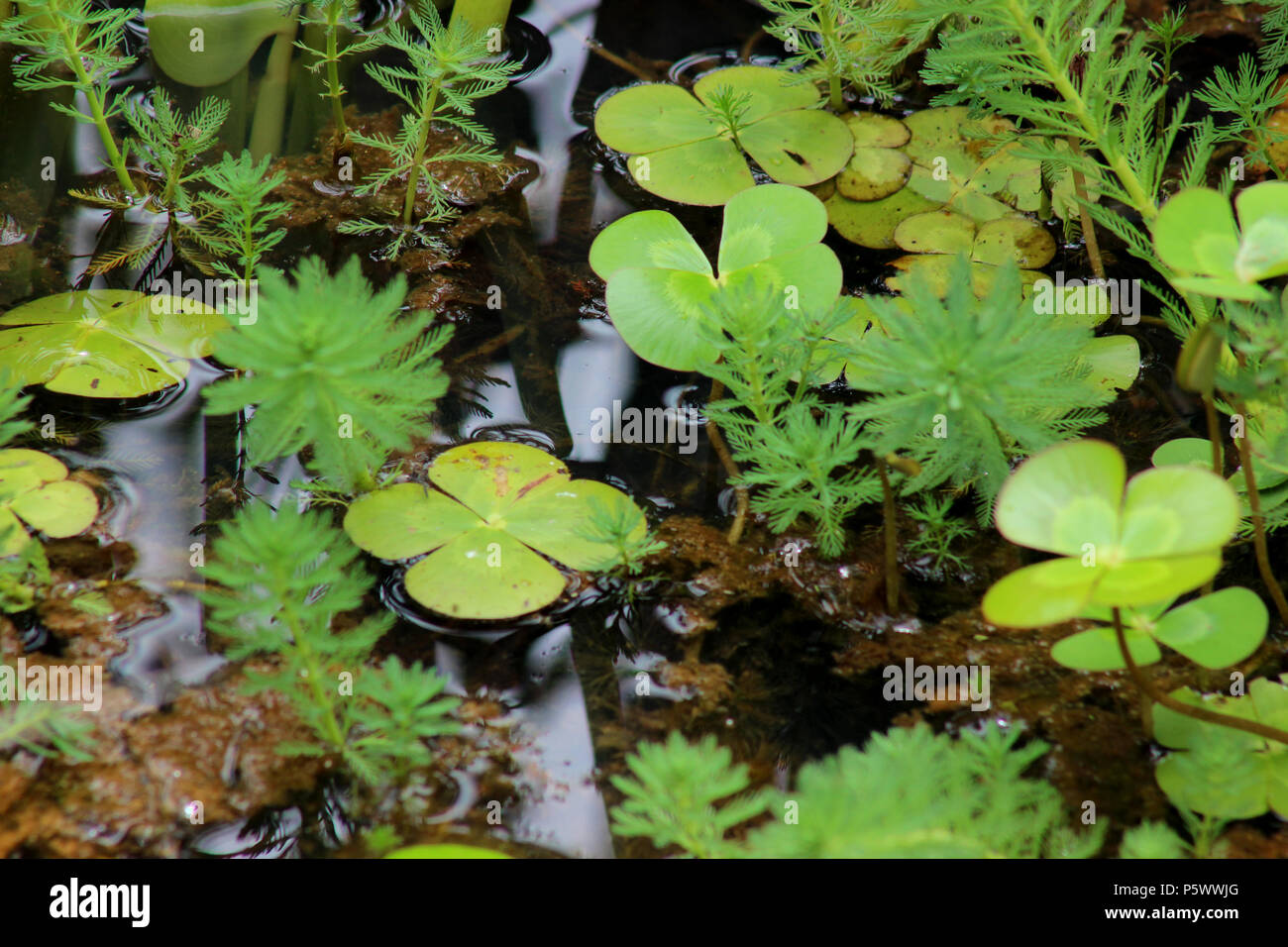 Marsilea (water clover) & Parrot's feather in small pond Stock Photo