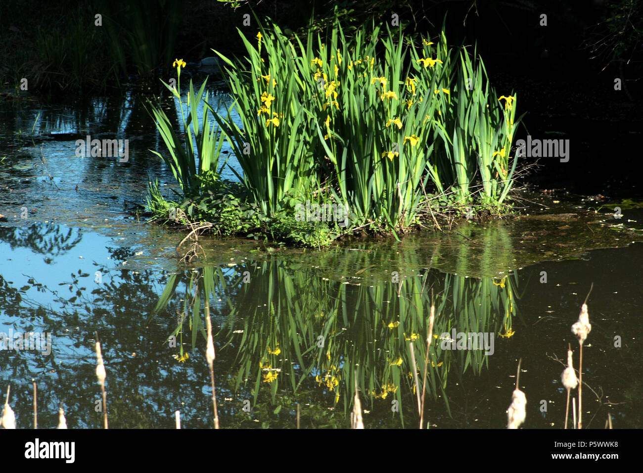 Flower plant yellow spring wetland flower hires stock photography and images Alamy