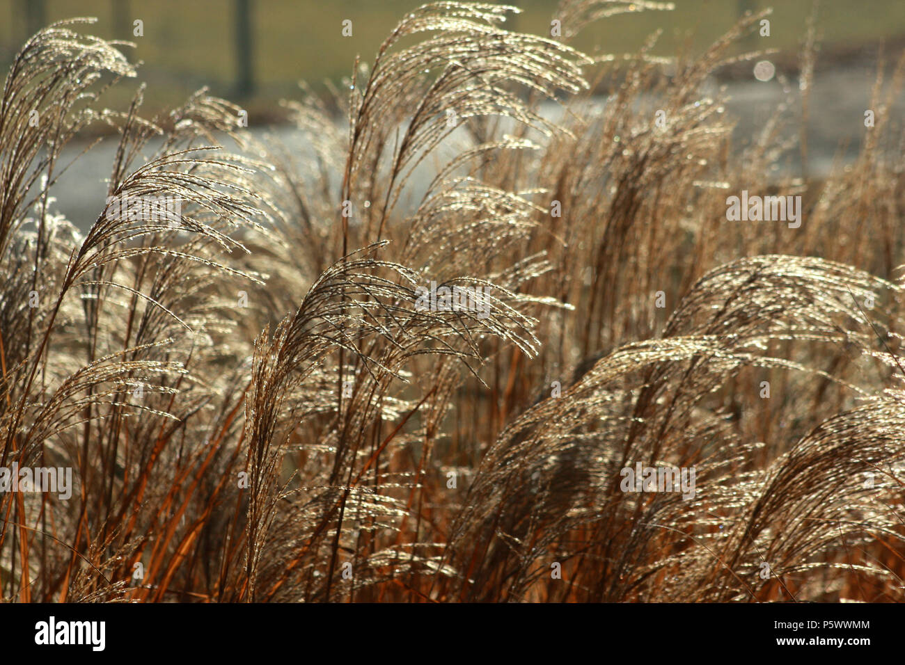 Dried flowers of reed grass Stock Photo Alamy