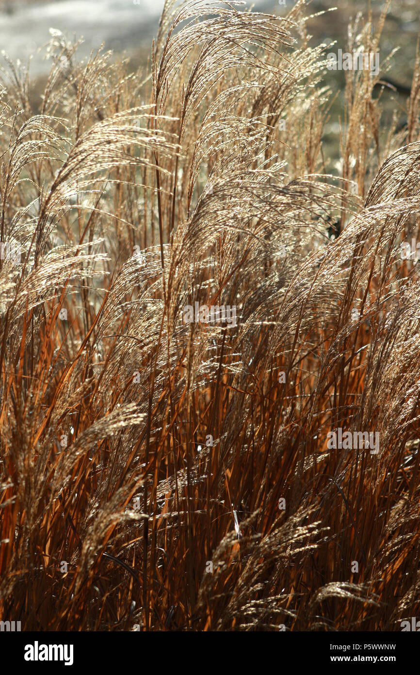 Dried flowers of reed grass Stock Photo Alamy