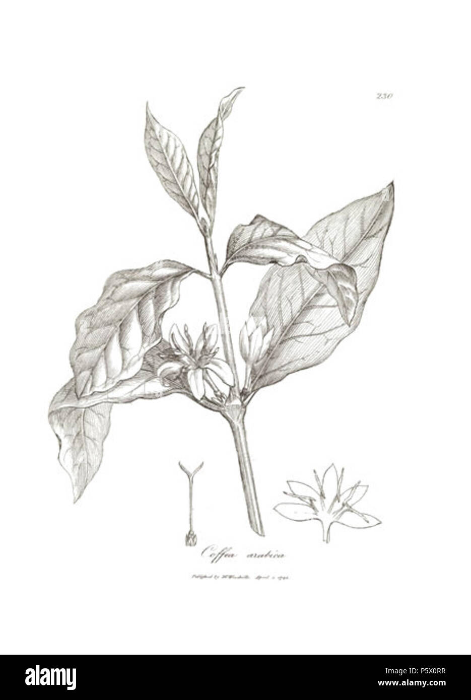 N/A. Illustration of Coffea arabica 230 (Coffea arabica L., Arabian coffee) from A supplement to Medical botany, or, Part the second : containing plates with descriptions of most of the principal medicinal plants not included in the materia medica of the collegiate pharmacopoeias of London and Edinburgh : accompanied with a circumstantial detail of their medicinal effects, and of the diseases in which they have been successfully employed by William Woodville . 1794. James Phillips 364 Coffea arabica 230-RGB Stock Photo