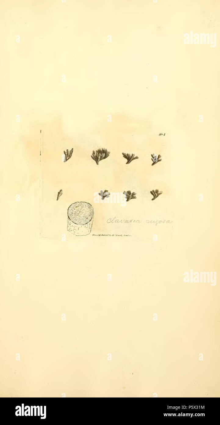 19th century mycology hi-res stock photography and images - Alamy