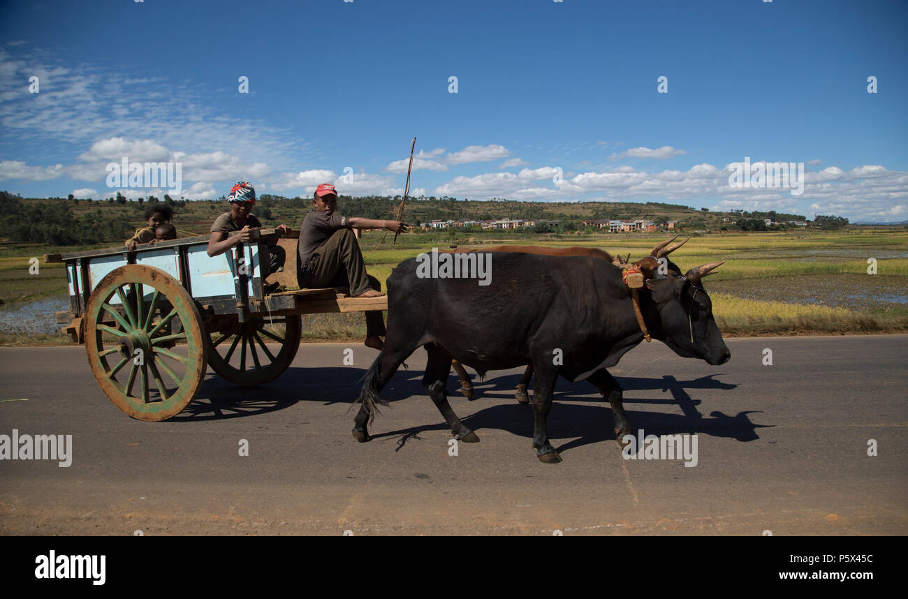 Zebu cart with trailer, farmer and driver, Madagascar Stock Photo
