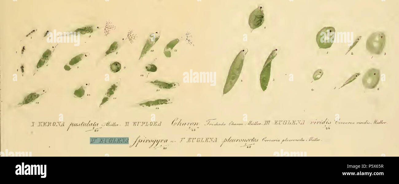 Euglena structure hi-res stock photography and images - Alamy