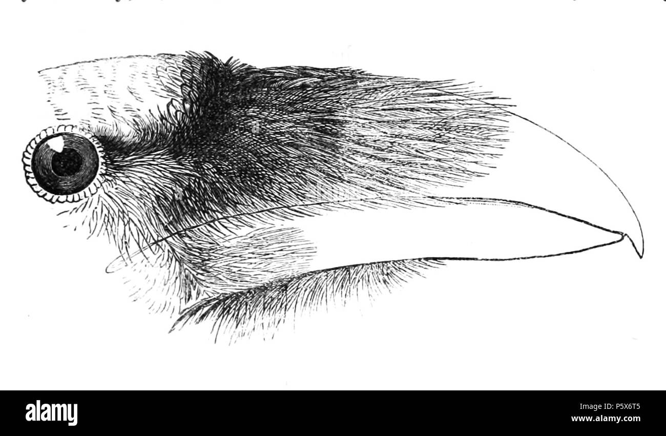 N/A.  English: « Corvus tingitanus » = Corvus corax tingitanus (Subspecies of Common Raven) - head Français: « Corvus tingitanus » = Corvus corax tingitanus (Sous-espèce de Grand Corbeau) - tête . 1874.   John Gerrard Keulemans  (1842–1912)      Alternative names Johannes Gerardus Keulemans; J. G. Keulemans  Description Dutch ornithologist and artist  Date of birth/death 8 June 1842 29 December 1912  Location of birth/death Rotterdam London  Authority control  : Q1335286 VIAF:42113661 ISNI:0000 0000 6313 981X ULAN:500041975 LCCN:no98083374 NLA:35268760 WorldCat 382 Corvus corax tingitanus head Stock Photo