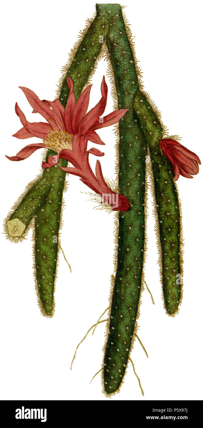 N/A. English: Plate 17, Disocactus flagelliformis From Curtis's Botanical Magazine, Volume 1. Edited from the original, plant image has been masked so that plant could be color corrected independent of paper. 1787.   Sydenham Edwards  (1768–1819)     Alternative names Sydenham Teast Edwards, Sydenham Teaste Edwards, Sydenham Teak Edwards  Description English botanist and illustrator  Date of birth/death 1768 8 February 1819  Location of birth Usk, Monmouthshire  Work period 1787 - 1815  Work location London (1792–1814)  Authority control  : Q1118055 VIAF:34803935 ISNI:0000 0000 6666 6367 ULAN: Stock Photo