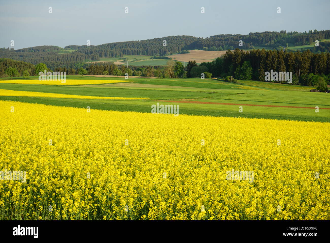 Landschaft bei Bachheim, bluehendes Rapsfeld, Landkreis Breisgau-Hochschwarzwald, Baar, Hochebene der Baar, Baden-Württemberg, Deutschland, Europa Stock Photo