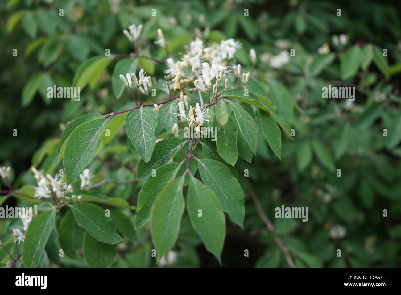 Rote Heckenkirsche oder Gewöhnliche Heckenkirsche (Lonicera xylosteum), blühender Zweig Stock Photo