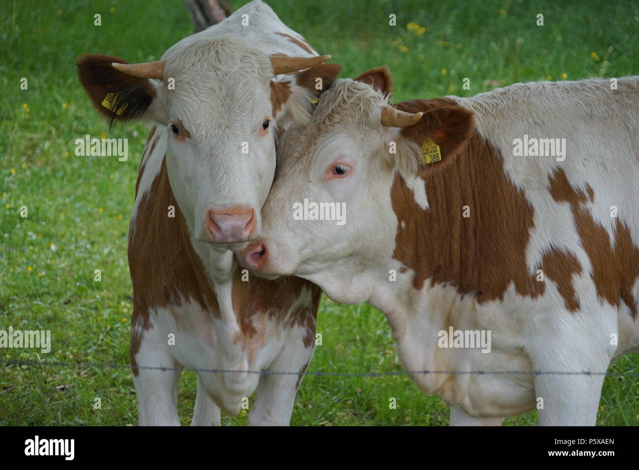 Two young Bulls on the Pasture, Southerm Germany, Europe Stock Photo