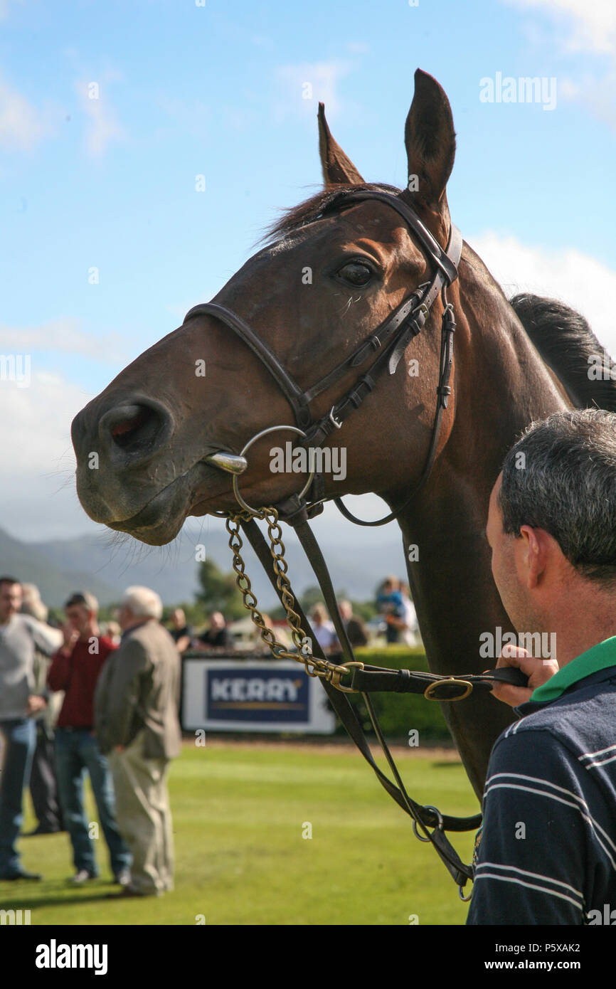 Thoroughbred Racing Horses being shown and walked around the Parade Ring in front of the Punters before the Race. County Kerry, Ireland. Stock Photo