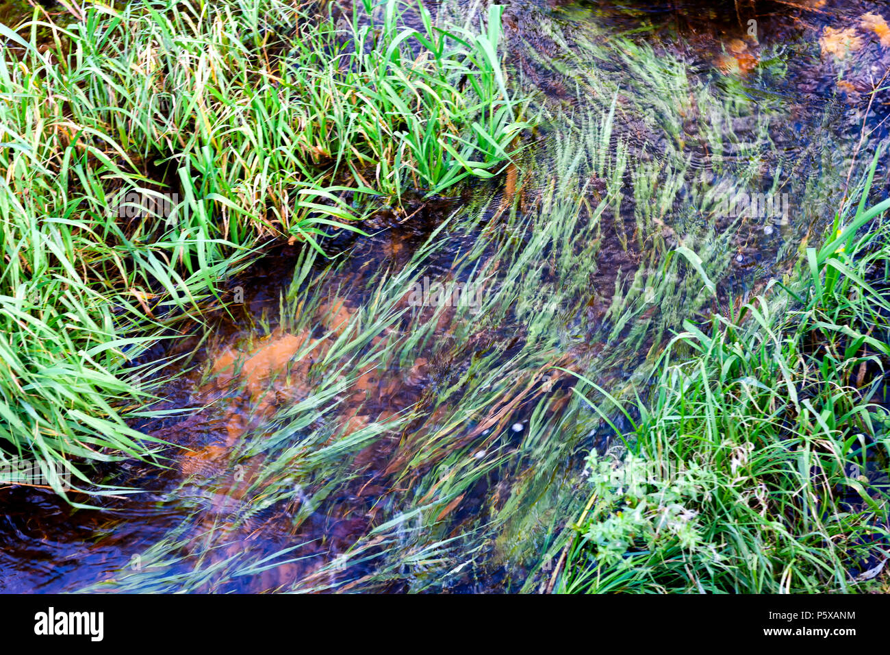 Early spring water flows in a green grass Stock Photo