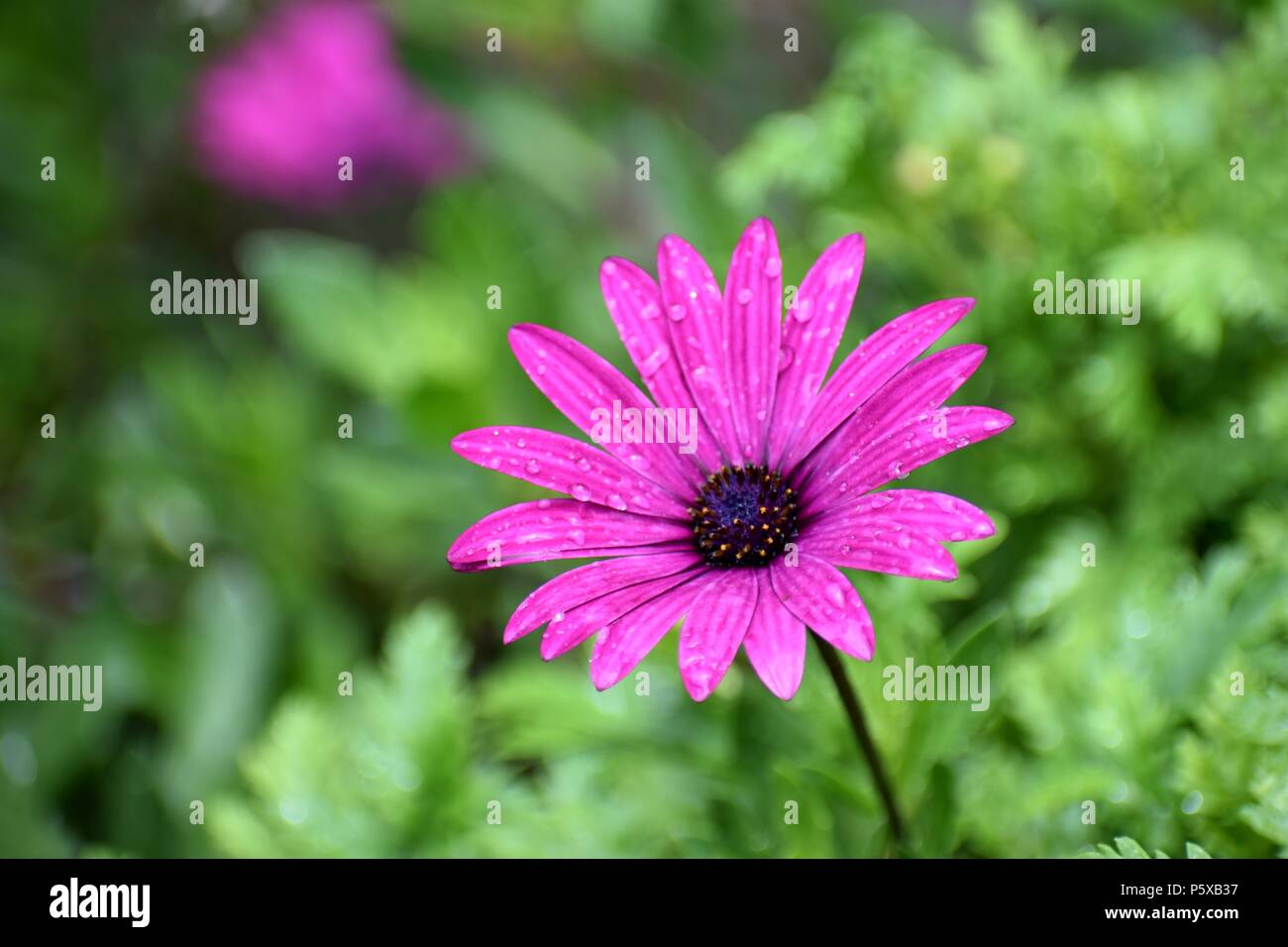 african daisy Stock Photo