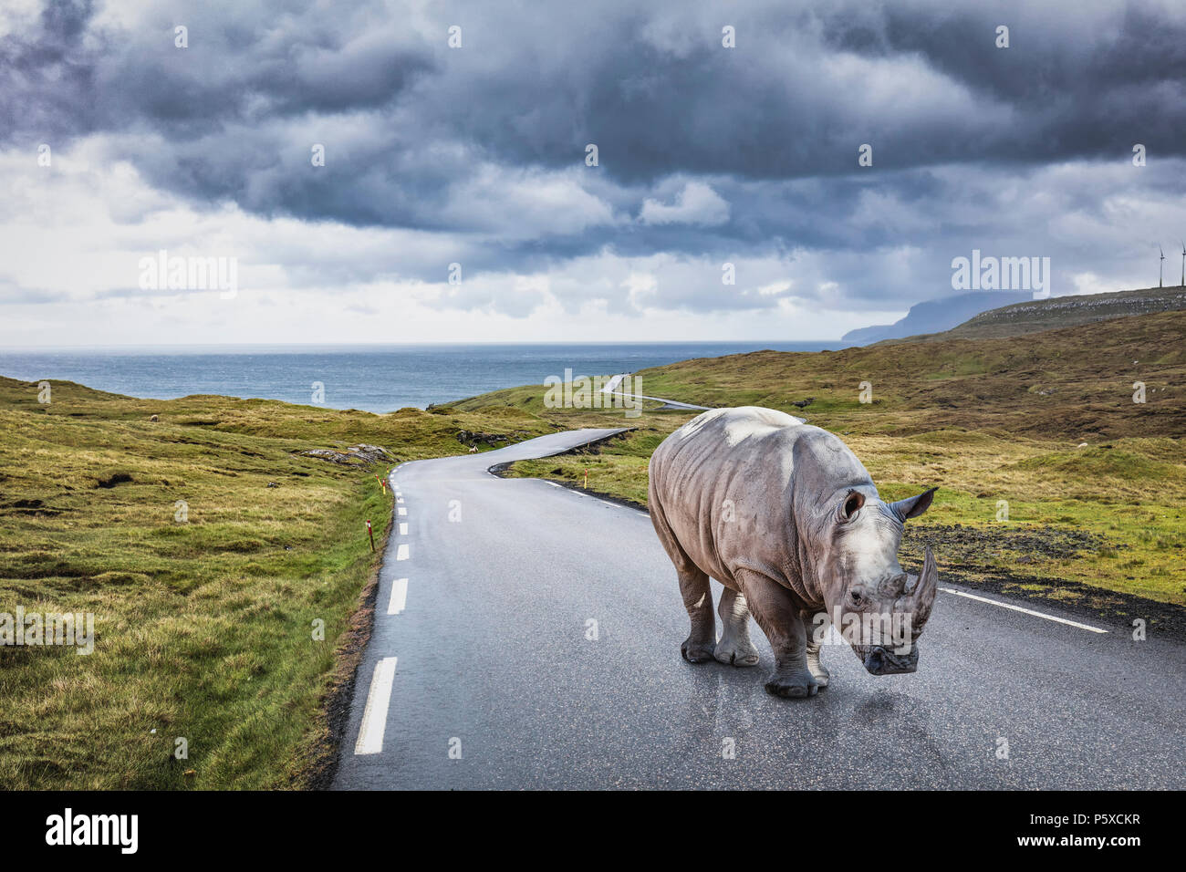 rhinoceros on lonely asphalt road Stock Photo