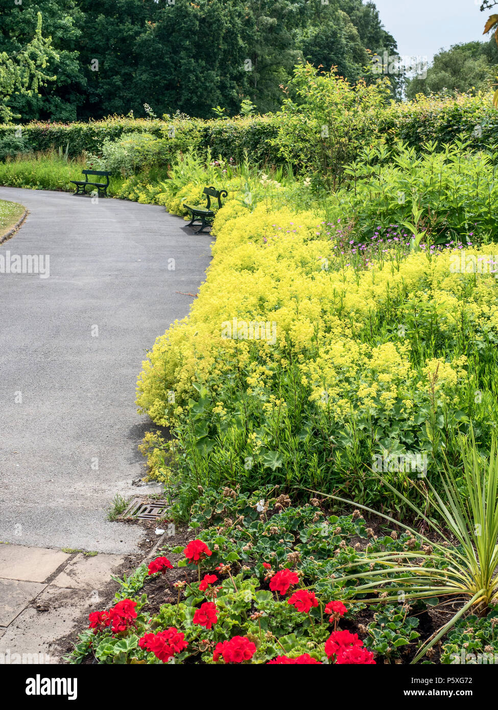 Herbaceous border with alchemilla mollis in flower at Rowntree Park York Yorkshire England Stock Photo