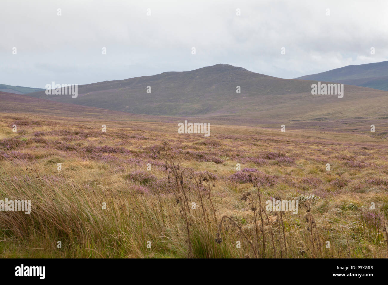 The wild heather clad peat landscapes of the Wicklow Mountains in Ireland Stock Photo