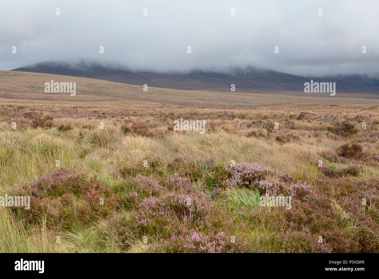 The wild heather clad peat landscapes of the Wicklow Mountains in Ireland Stock Photo