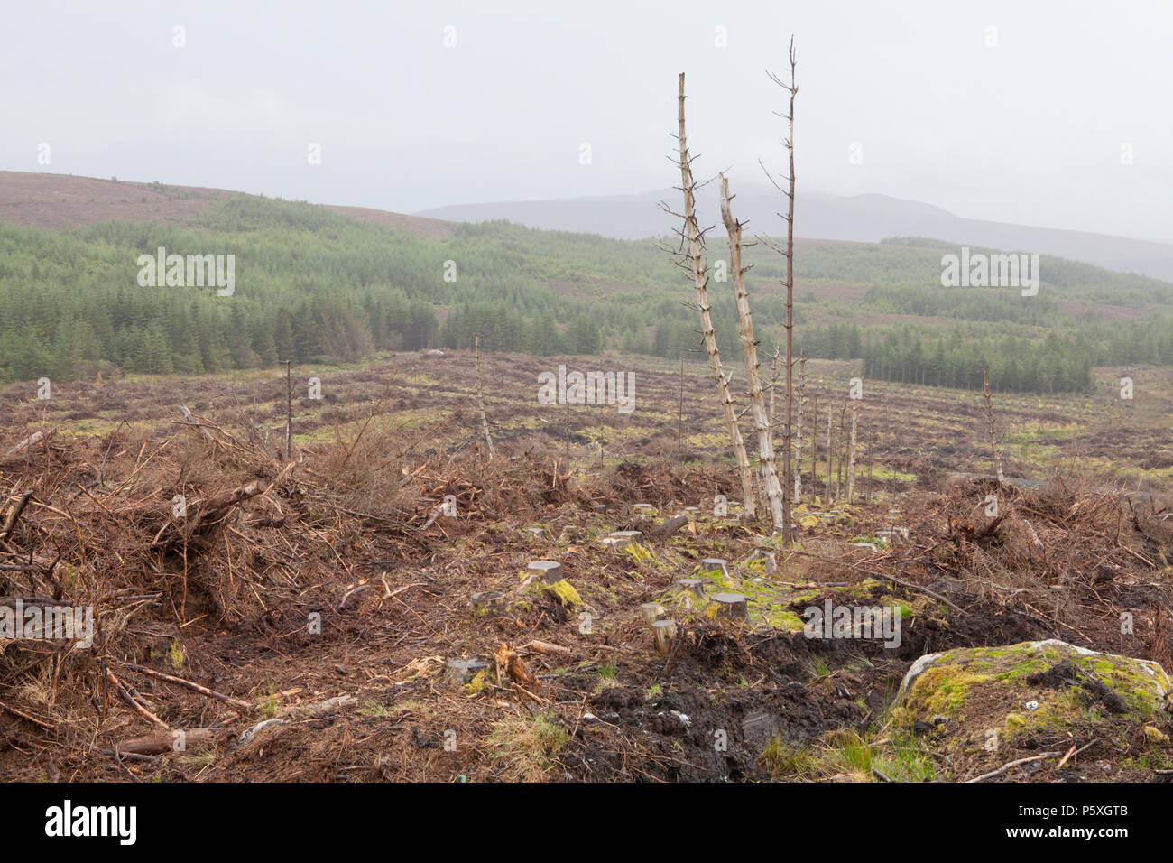 Commercial forestry in the Wicklow Mountains of Ireland, showing the destruction of a fragile peat bog environment Stock Photo