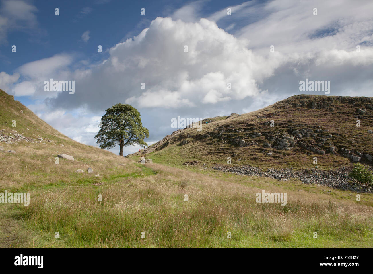 Sycamore Gap, iconic lone tree on Hadrian's Wall path. Northumberland National Park Stock Photo