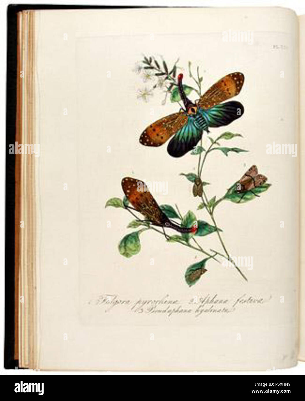 Insects of china hi-res stock photography and images - Alamy