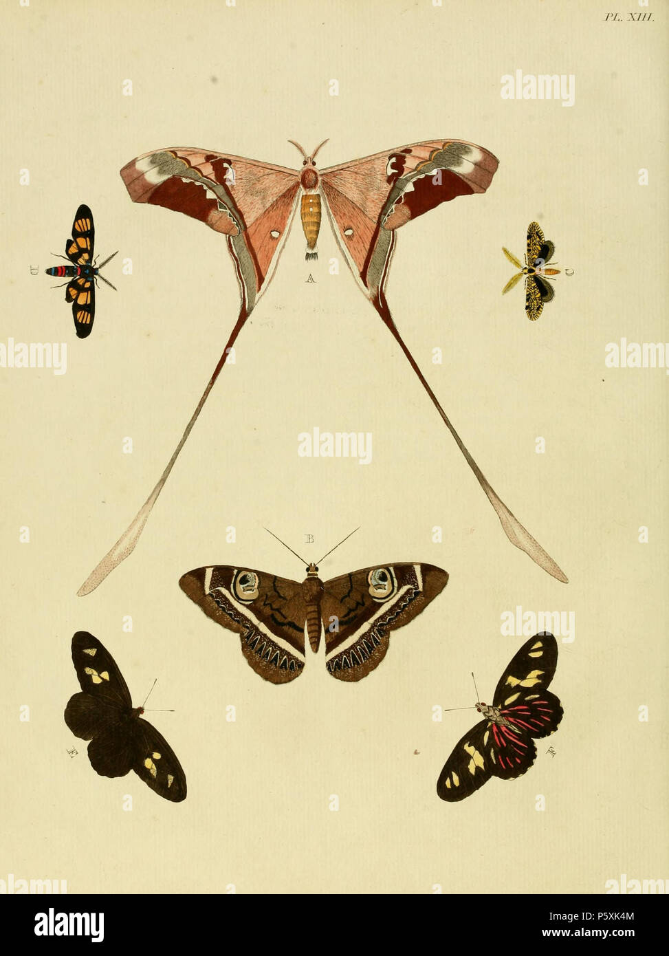 N/A. Plate XIII A '(Phalaena) Semiramis' ( = Copiopteryx semiramis, see Funet ) B: '(Phalaena) Latona' ( = Cyligramma latona, see Funet)Iconotype C: '(Phalaena) Ophisa' (in register: 'Ophis') ( = Euplocamus ophisa, see [1] Wikispecies). Iconotype D: '(Sphinx) Polymena' ( = Euchromia polymena, see Funet) E, F: '(Papilio) Bellona' ( = Archonias brassolis brassolis, see Funet) . 1779. Pieter Cramer (1721 - 1776) and Caspar Stoll (between 1725 and 1730 - 1791) 388 Cramer&amp;Stoll-uitlandsche kapellen vol. 1- plate 013 Stock Photo