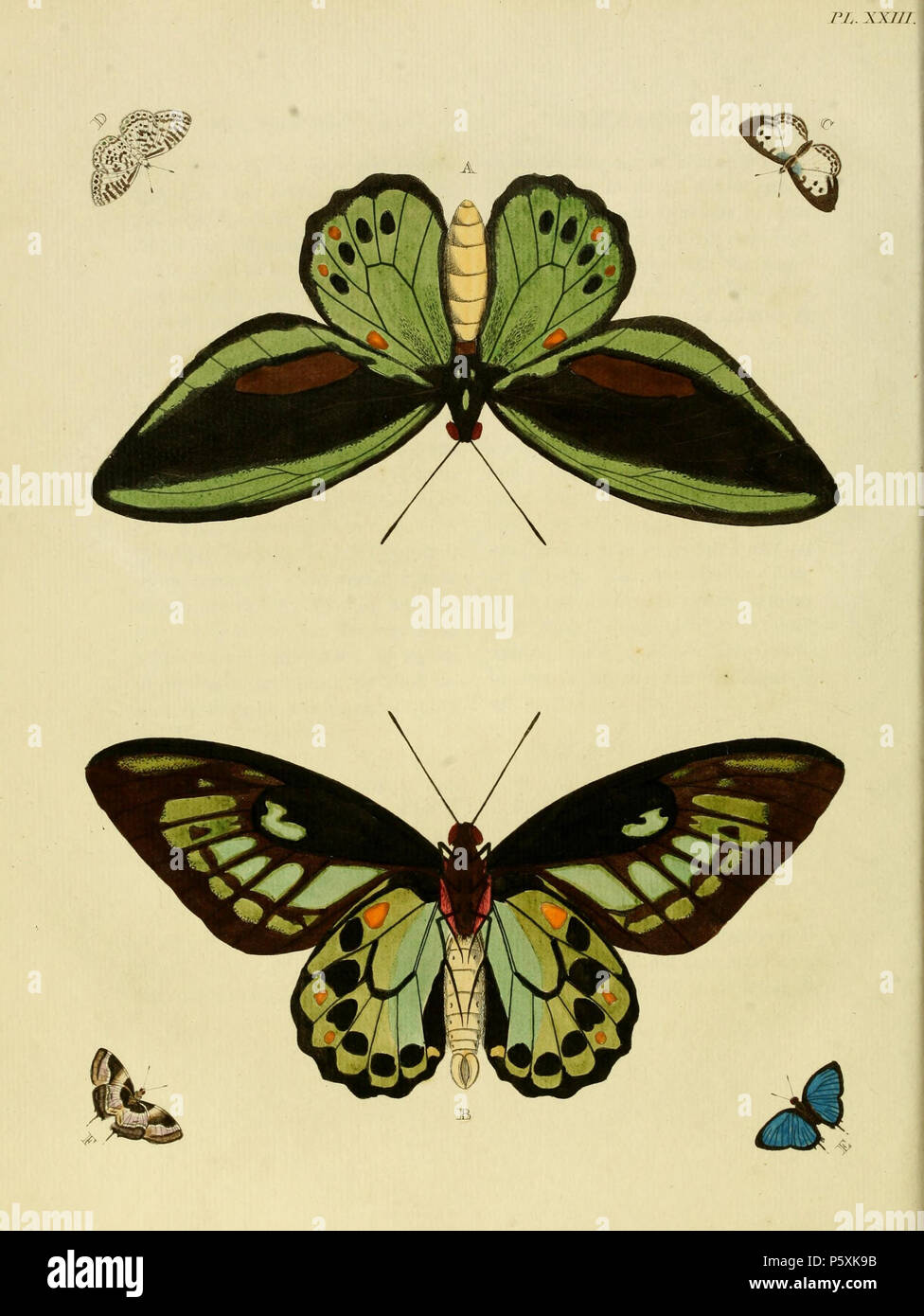 Papilio ornithoptera hi-res stock photography and images - Alamy