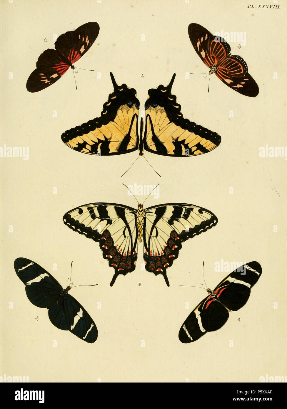 N/A. Plate XXXVIII A, B: '(Papilio) Alcidamas' ( = Papilio glaucus), see Funet C, D: '(Papilio) Tales' ( = Eueides tales, iconotype), see Funet E, F: '(Papilio) Antiocha' ( = Heliconius antiochus), see Funet Note: the name 'Antiocha' doesn't occur in The Global Lepidoptera Names Index or in Funet. Cramer refers in his description to the Linnaean name 'Pap. Helicon Antiochus'. Maybe Cramer took this name not as an adjective but as the name of the town of  (Antakya). . 1779. Pieter Cramer (1721 - 1776) and Caspar Stoll (between 1725 and 1730 - 1791) 388 Cramer&amp;Stoll-uitlandsche kapellen vol. Stock Photo