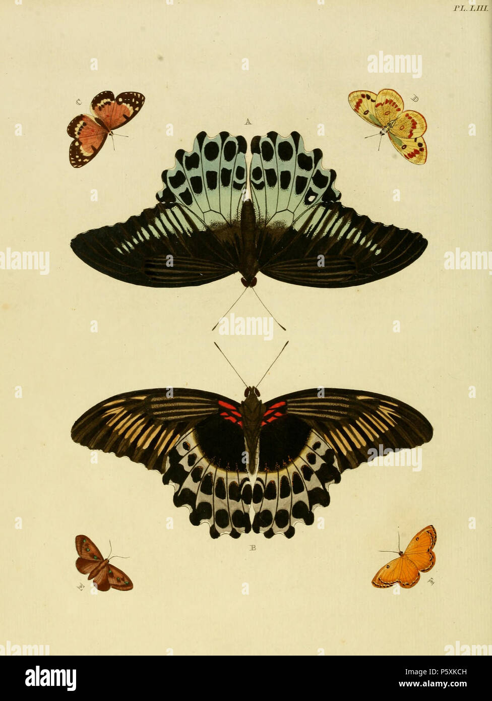 N/A. Plate LIII A, B: '(Papilio) Polymnestor' ( = Papilio polymnestor,iconotype), see Funet C, D: '(Papilio) Calais' ( = Colotis amata calais), see Funet E: '(Phalaena) Cippus' ( = Euclea cippus, iconotype), see Funet F:'(Phalaena) Aura' ( = Palyas aura, iconotype), see Funet . 1779. Pieter Cramer (1721 - 1776) and Caspar Stoll (between 1725 and 1730 - 1791) 388 Cramer&amp;Stoll-uitlandsche kapellen vol. 1- plate 053 Stock Photo