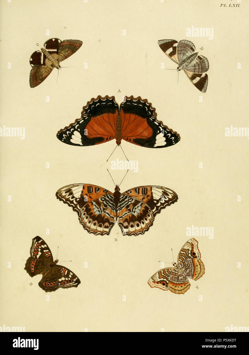 N/A. Plate LXII A, B: '(Papilio) Ino' ( = Cethosia cydippe cydippe), see Funet C, D: '(Phalaena) Melicerta' ( = Achaea janata), see Funet E, F: '(Papilio) Erigone' ( = Junonia erigone, iconotype), see Funet . 1779. Pieter Cramer (1721 - 1776) and Caspar Stoll (between 1725 and 1730 - 1791) 388 Cramer&amp;Stoll-uitlandsche kapellen vol. 1- plate 062 Stock Photo