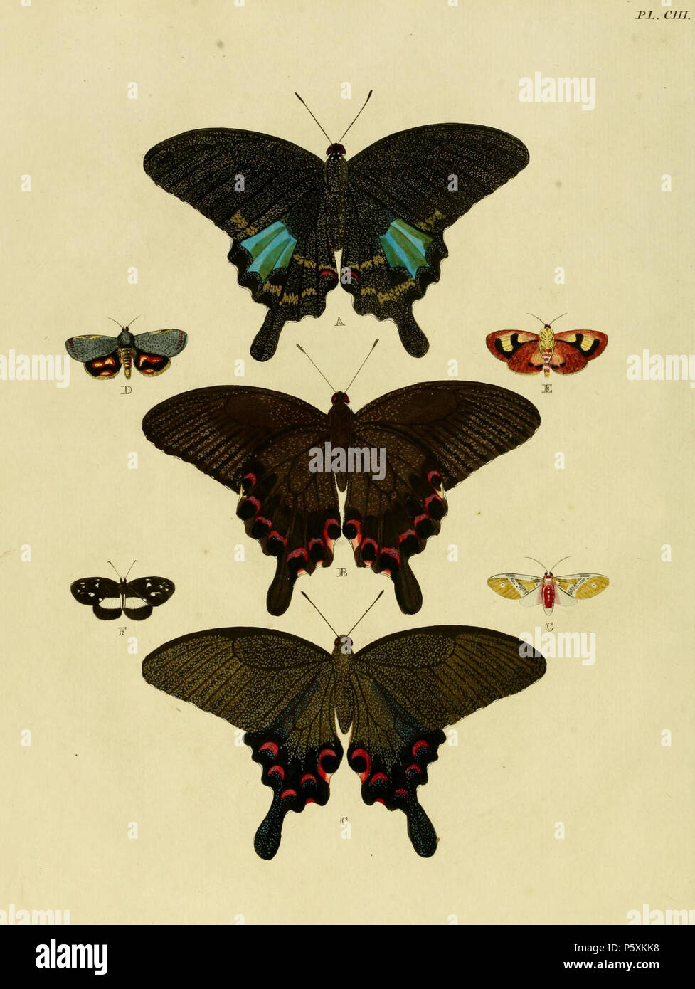 N A Plate Ciii A B Papilio Paris Papilio Paris See Funet C Papilio Bianor Papilio Bianor Iconotype See Funet D E Phalaena Puera Nabartha Limacodella See