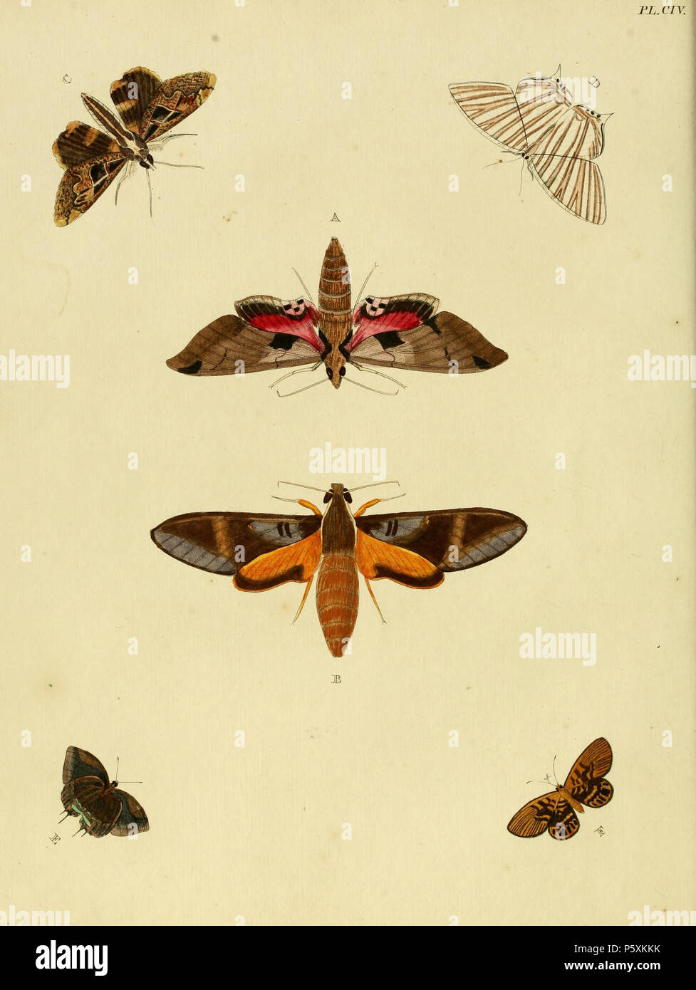 N/A. Plate CIV A: '(Sphinx) Crantor' ( = Eumorpha achemon), see Funet B: '(Sphinx) Erotus' ( = Gnathothlibus erotus, iconotype), see Funet C: '(Phalaena) Chlorea' ( = Sphingomorpha chlorea, iconotype), see Butterflies and Moths of the World , NHM D: '(Phalaena) Fasciata' ( = Strophidia caudata), see Funet E: '(Papilio) Bitias' ( = Panthiades bitias, iconotype), see Funet and Wikispecies F: '(Papilio) Amesis' ( = Alesa amesis, iconotype), see Funet . 1779. Pieter Cramer (1721 - 1776) and Caspar Stoll (between 1725 and 1730 - 1791) 388 Cramer&amp;Stoll-uitlandsche kapellen vol. 2- plate 104 Stock Photo