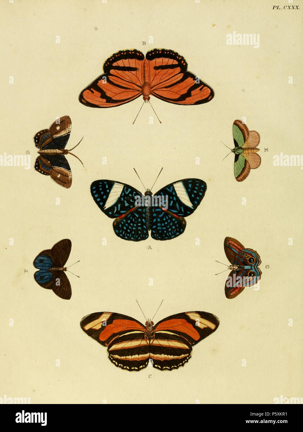 N/A. Plate CXXX A: '(Papilio) Laodamia' ( = Hamadryas arete), Hamadryas laodamia see: Funet B, C: '(Papilio) Phœtusa' ( = Dryadula phaetusa), see Funet 'Phœtusa' (in descr. and register) is an orthographic variation or missp. for 'Phætusa'  D: '(Phalaena) Areos' ( = Habershonia areos, iconotype), see The Global Lepidoptera Names Index, NHM. Photos at Barcode of Life E: '(Phalaena) Lepida' ( = Parasa lepida, iconotype), see The Global Lepidoptera Names Index, NHM F, G: '(Papilio) Tolumnia' ( = Chloreuptychia tolumnia, iconotype), see Funet . 1779. Pieter Cramer (1721 - 1776) and Caspar Stoll (b Stock Photo