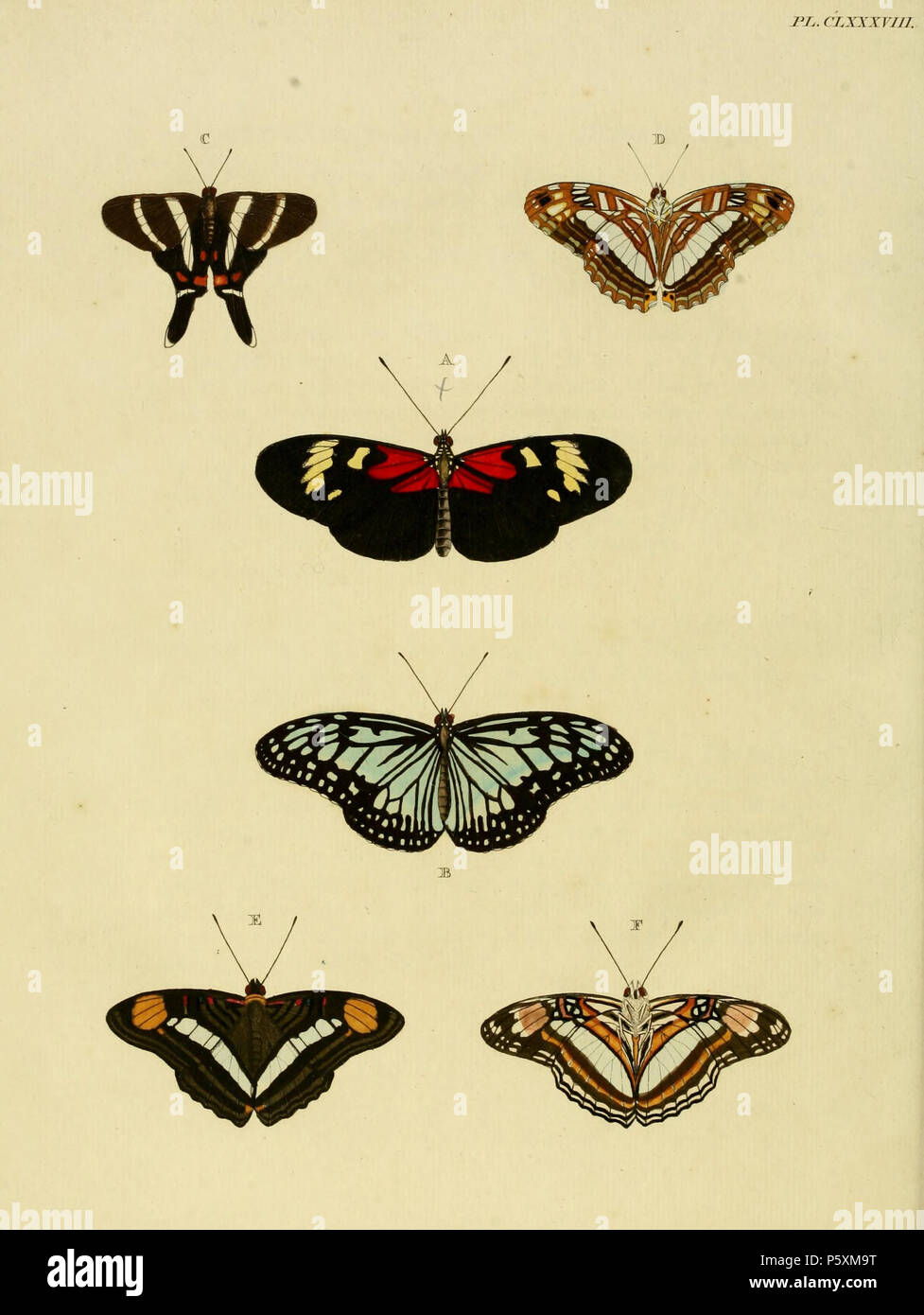 N/A. Plate CLXXXVIII A: '(Papilio) Cybele' ( = Heliconius melpomene meriana), see Funet. In register spelled as 'CYBILE'.  B: '(Papilio) Juventa' ( = Ideopsis juventa, iconotype), see Funet. C: '(Papilio) Periander' ( = Rhetus periander, iconotype), see Funet and The Global Lepidoptera Names Index, NHM. D: '(Papilio) Basilea' ( = Adelpha iphiclus), see Funet. Photos at Barcode of Life. E, F: '(Papilio) Iphicla' ( = Adelpha iphiclus iphiclus), see Funet. Photos at Barcode of Life. . 1779. Pieter Cramer (1721 - 1776) and Caspar Stoll (between 1725 and 1730 - 1791) 389 CramerAndStoll-uitlandsche  Stock Photo