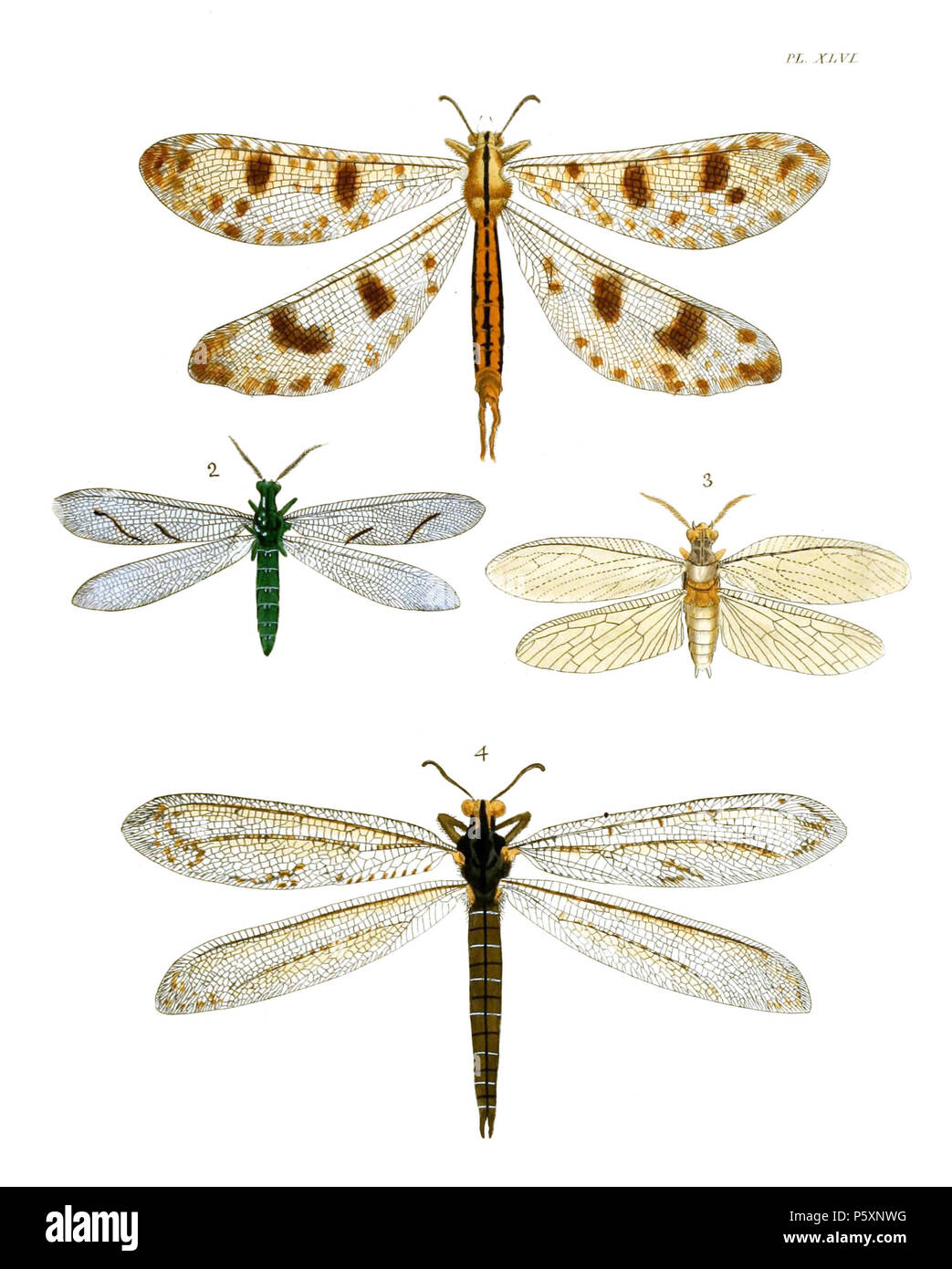 N/A. English: Drury & Westwood 1837 'Illustrations of Exotic entomology' Plate XLVI: Neuroptera. Fig. 1. Myrmeleon libelluloides (=Palpares libelluloides Fig. 2. Euptilon ornatum Fig. 3. Chauliodes virginiensis (=Chauliodes pectinicornis) Fig. 4. Myrmeleon americanum (=Vella americana).  . 1837. Dru Drury (1725–1803), John Obadiah Westwood (1805–1893) 481 DruryV1P046AA Stock Photo