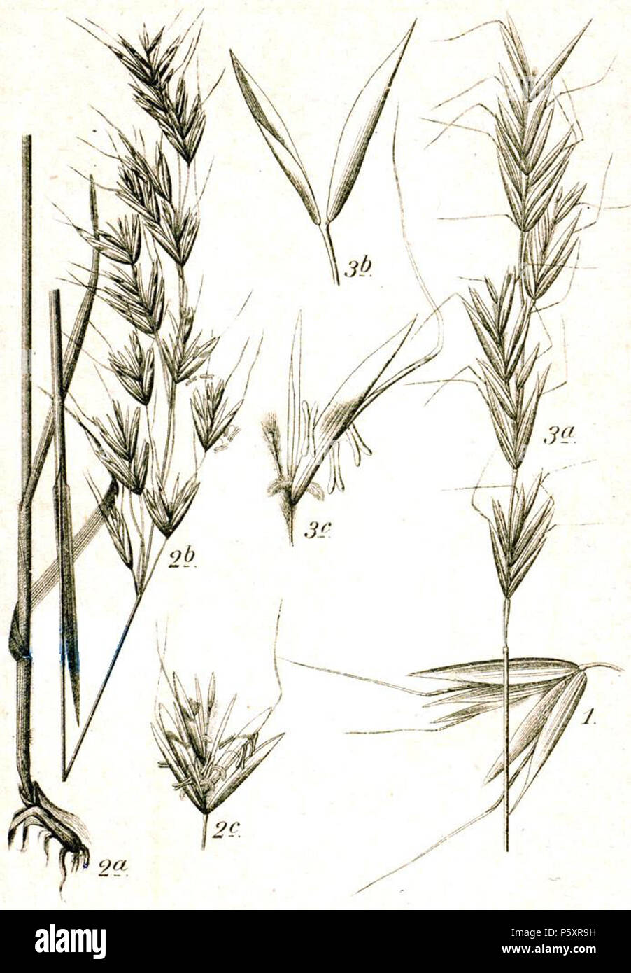 N/A. 1. Avena fatua L. 2. Avenula pubescens (Huds.) Dumort., syn. Helictotrichon pubescens (Huds.) Schult. & Schult.f. 3. Helictotrichon pratense (L.) Pilg., syn. Avenula pratensis subsp. pratensis Original Caption 1. Flughafer, Avena fatua L. 2. Flaumhafer, A. pubescens L. 3. Wiesenhafer, A. pratense L. . 1796. Johann Georg Sturm (Painter: Jacob Sturm) 154 Aveneae spp Sturm22 Stock Photo