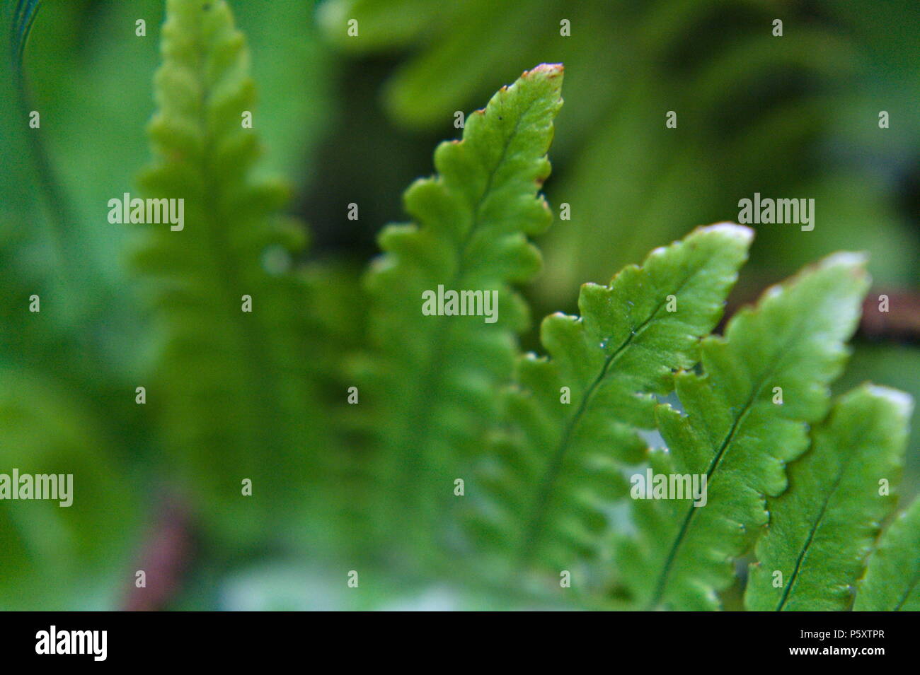 Fern garden hi-res stock photography and images - Alamy