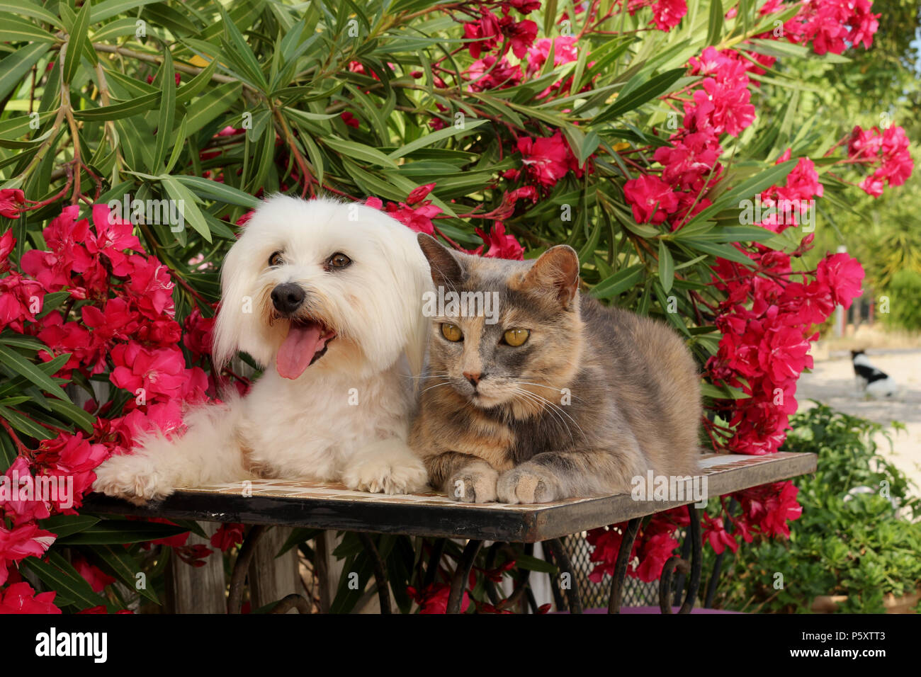 maltese dog and domestic cat (tortie) lying together in the garden Stock Photo