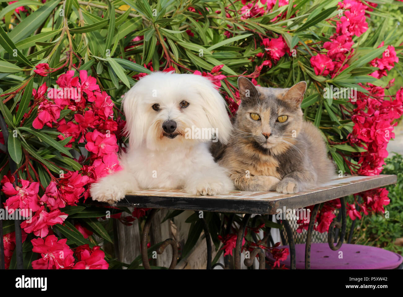 maltese dog and domestic cat (tortie) lying together in the garden Stock Photo