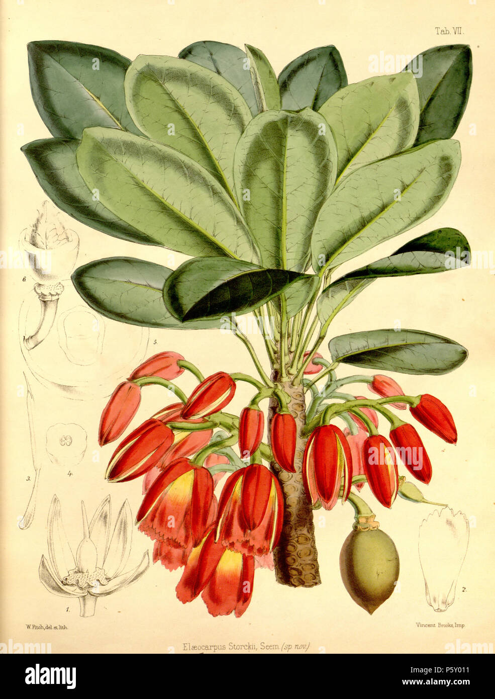 N/A. English Elaeocarpus storckii from 'Flora Vitiensis', vol. 2 t. 7