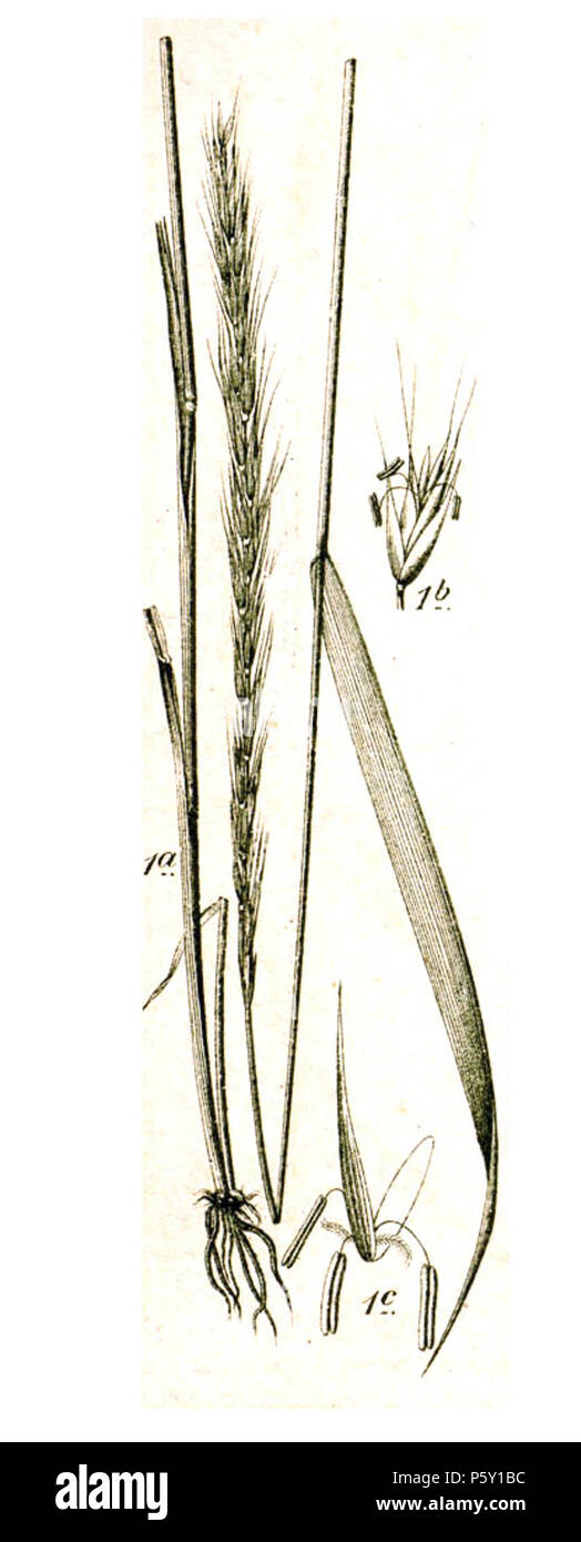 N/A. 1. Elymus caninus (L.) L., syn. Roegneria canina subsp. canina, Agropyron caninum (L.) P.Beauv. Original Caption: 1. Hunds-Quecke, Agropyron caninum P.B. 1796. Johann Georg Sturm, Painted by Jacob Sturm; published by Kurt Stüber 506 Elymus caninus illustration (02) Stock Photo