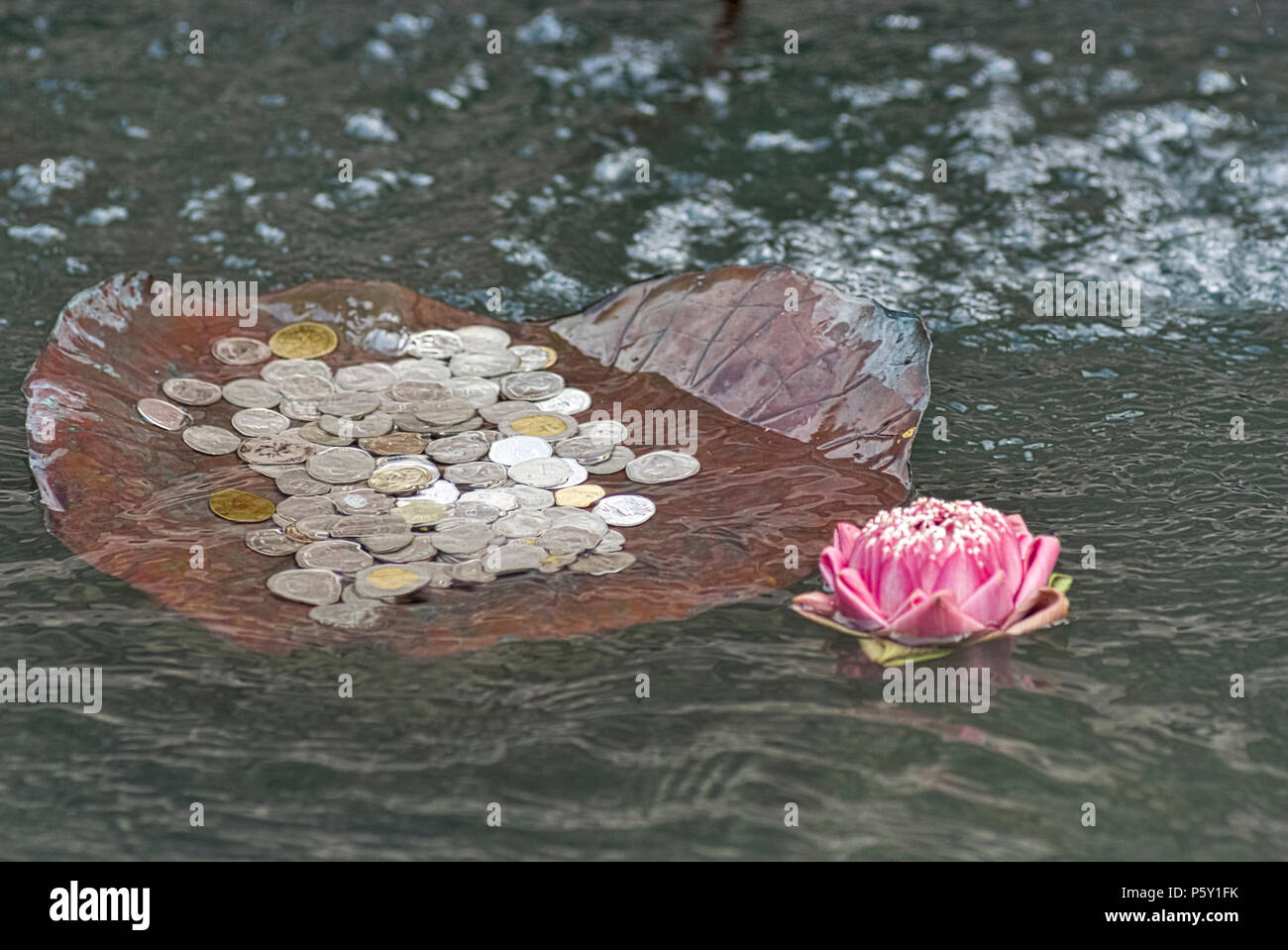 offerings of lotus flowers and coins deposited in the water around the