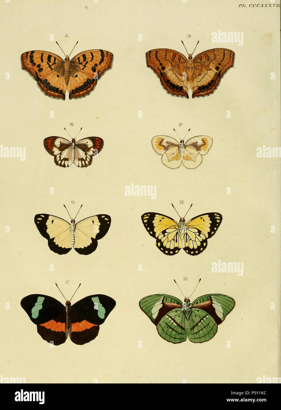 N/A. Plate CCCXXXVIII Warning: some taxa/names may be misidentified/misapplied or placed in a different genus.  A, B: '(Papilio) Cloanthe' ( = Catacroptera cloanthe (Stoll, [1781]), iconotype, see Funet). Photos at Biodiversity Explorer, RSA.  C, D: '(Papilio) Ancaea' or (in text) 'Pap(ilio) Obrinus' ( = Nessaea obrinus (C. Linnaeus, 1771), see Funet). Photos at Butterflies of America.  Also on pl. 49 E, F as '(Papilio) Obrinus'.  E, F: '(Papilio) Achine' ( = Colotis antevippe (Cramer, [1779]), iconotype), see Funet). Photos at Barcode of Life.  G, H: '(Papilio) Severina' ( = Belenois creona s Stock Photo