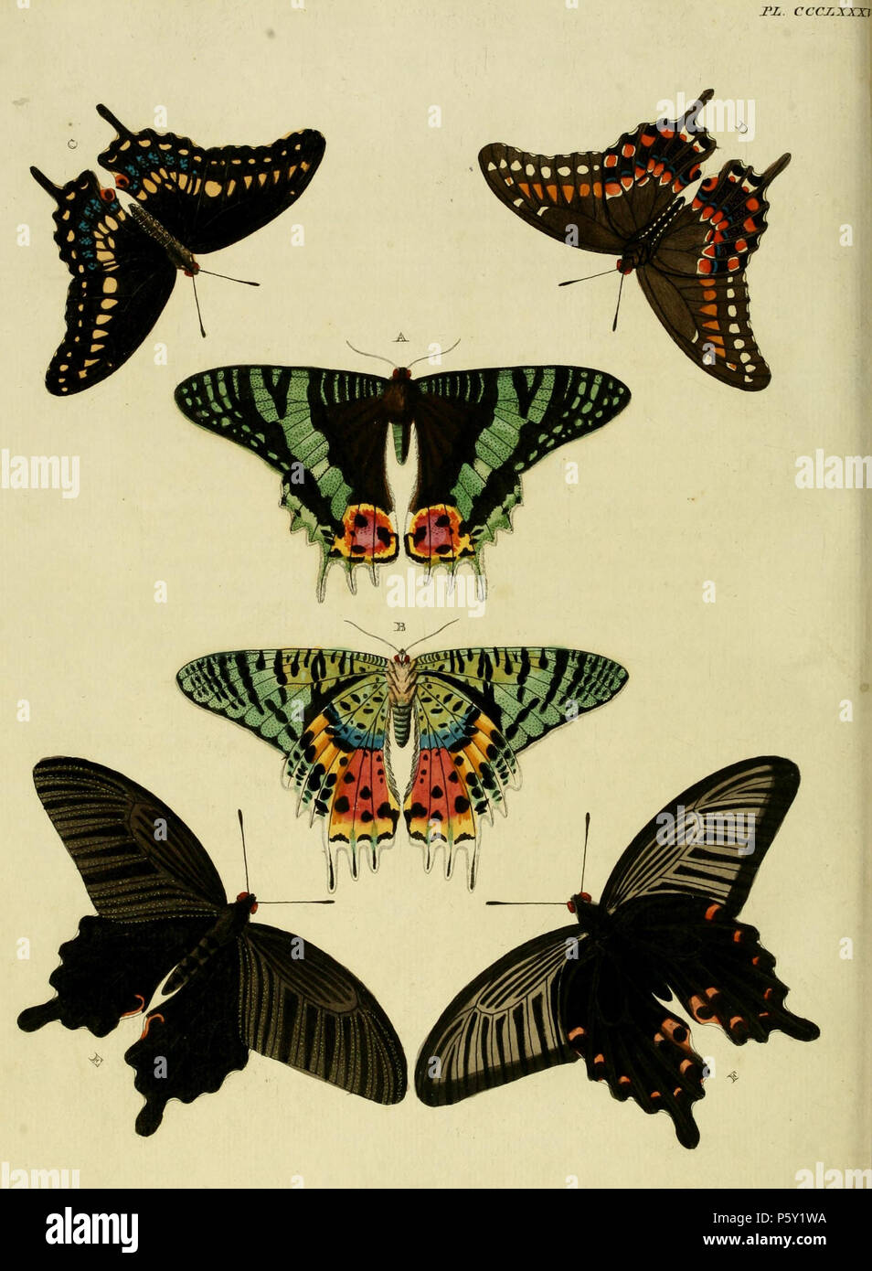 N/A. Plate CCCLXXXV Warning: some taxa/names may be misidentified/misapplied or placed in a different genus.  A, B: [Papilio] Rhipheus ( = Chrysiridia riphearia Hübner, [1823], see Funet.  C, D: [Papilio] Asterius ( = Papilio polyxenes asterius Stoll, 1782, see Funet). Photos at Butterflies of America.  E, F: [Papilio] Demetrius ( = Papilio protenor demetrius Stoll, [1782], see Funet).  Also on pl. 49 A as [Papilio] Protenor'.  . 1779. Pieter Cramer (1721 - 1776) and Caspar Stoll (between 1725 and 1730 - 1791) 390 CramerAndStoll-uitlandsche kapellen vol. 4- pl 385 Stock Photo