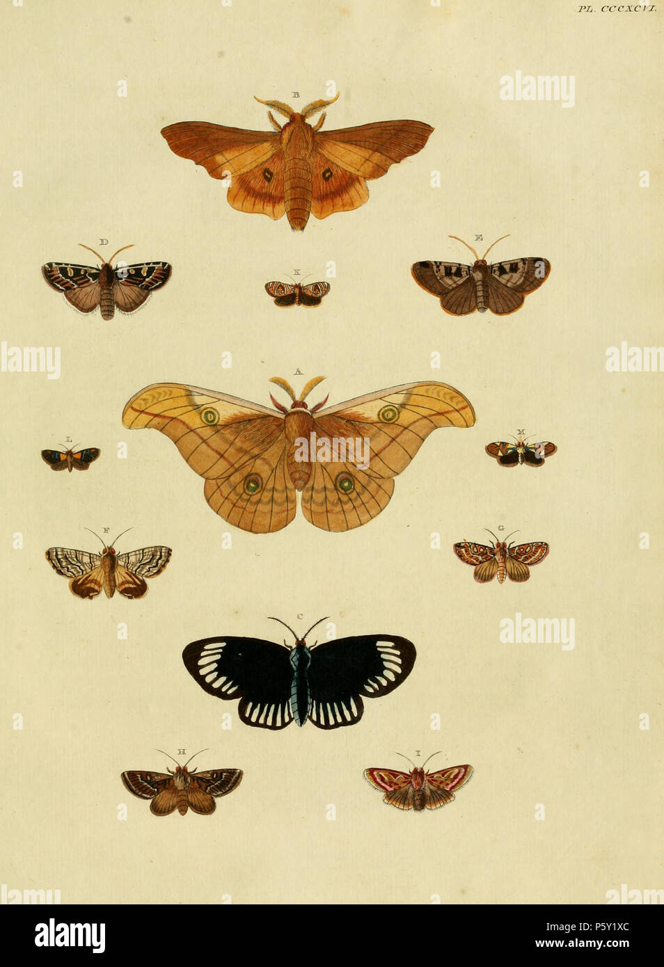 N/A. Plate CCCXCVI Warning: some taxa/names may be misidentified/misapplied or placed in a different genus.  A: [ Phalaena] Jana ( = Antheraea jana (Stoll, 1782) (in Funet) or (Cramer, 1782) (in Lepindex), see Funet and NHM, Global Lepidoptera Names Index). Photos at Barcode of Life.  B: [ Phalaena] Molina ( = Syssphinx molina (Cramer, [1780]), see Funet). Photos at Barcode of Life.  Male. Female on pl. 302 E, F.  C: [ Phalaena] Aletta ( = Hypocrita aletta (Stoll, [1782]), iconotype, see Funet). Photos on Barcode of Life.  D: [ Phalaena] Lidia ( = Euxoa lidia (Stoll, [1782]), iconotype, see Fu Stock Photo