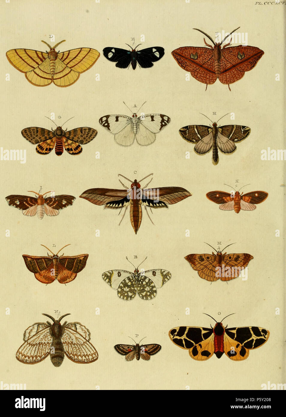 N/A. Plate CCCXCVII Warning: some taxa/names may be misidentified/misapplied or placed in a different genus.  A, B: [ Phalaena] Belia ( = Euchloe belia (Stoll, 1782), see NHM, Global Lepidoptera Names Index).  C: [Sphinx] Tersa ( = Xylophanes tersa (Linnaeus, 1771), see Funet). Photos on Moth Photographers Group, Mississippi State University.  D: [ Phalaena] Petosiris ( = Eupterote hibisci Fabricius, 1775, see NHM, Global Lepidoptera Names Index).  E: [ Phalaena] Porphyria ( = Agyrta porphyria (Cramer, 1782), iconotype, see NHM, Global Lepidoptera Names Index).  Stoll uses the name Porphyria a Stock Photo