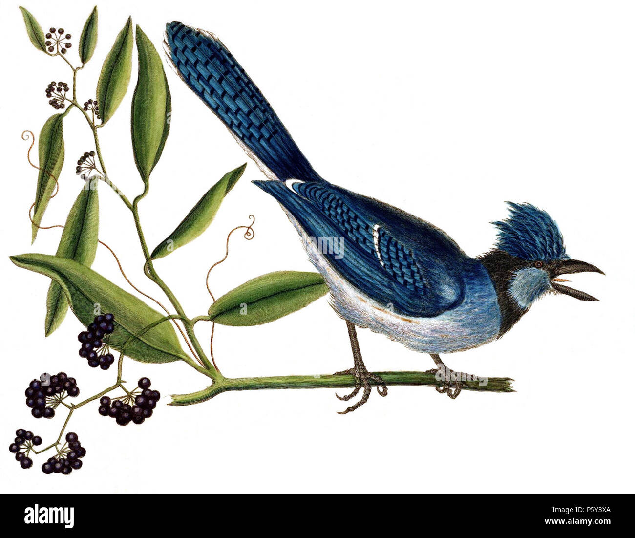 N/A. English: Blue Jay, Cyanocitta cristata and laurel greenbrier, Smilax laurifolia. Hand-colored engraving. Original caption (cropped off here) reads: Pica glandaria caerulea cristata: The Blue Jay; Smilax laevis Lauri folio baccis nigris: The Bay-Leaved Smilax . 1754. Catesby, Mark (1683-1749), and Edwards, George (1694-1773) 395 Cyanocitta cristataCatesbyV1P015AA Stock Photo